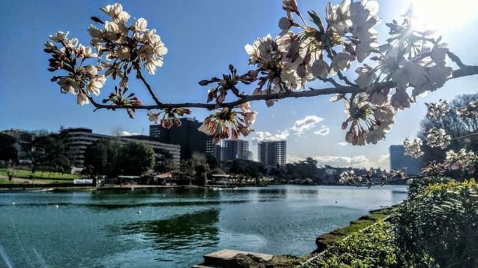 Spring cherry blossoms at EUR lake in Rome