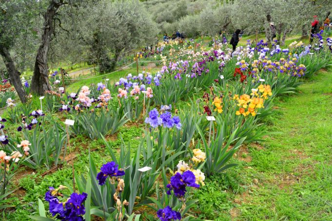 Iris Garden