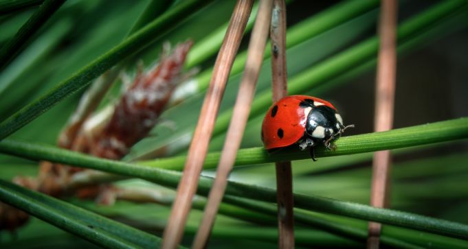 Rome turns to ladybirds to save the city's pine trees