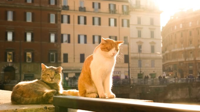 What will happen to Rome's cats at Largo Argentina?
