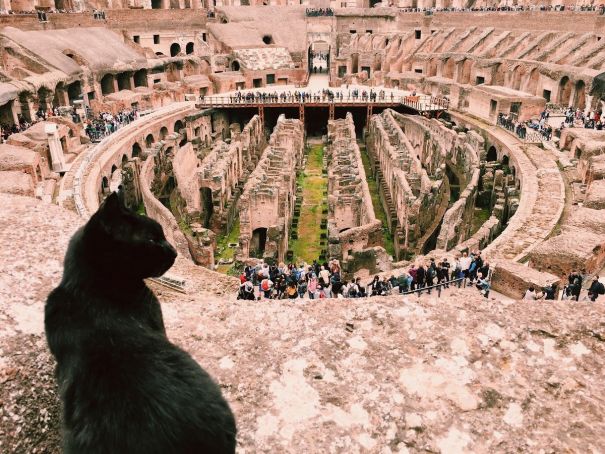 Colosseum bids farewell to mascot cat Nerina