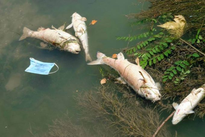 Why is Rome's river Tiber full of dead fish?