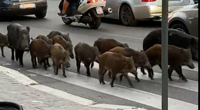 Cinghiali: Wild boar invade Rome streets