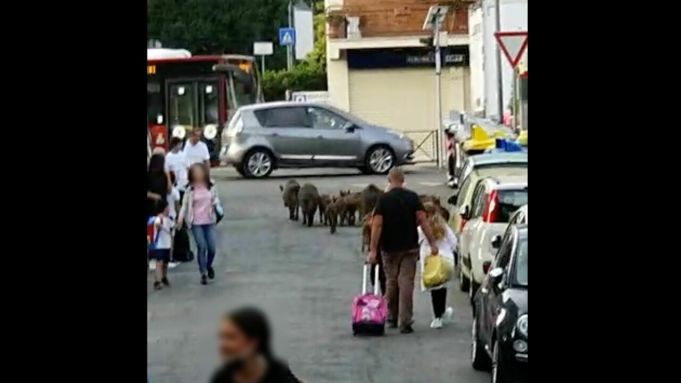 Rome wild boar join kids at school gates