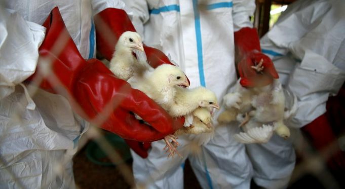 Italy reports bird flu outbreak near Rome