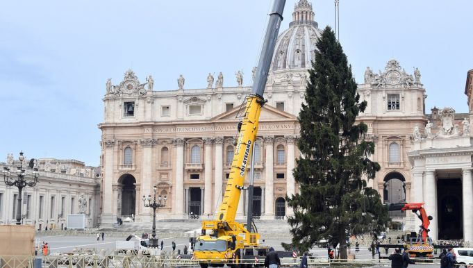 Vatican Christmas tree arrives in St Peter's Square