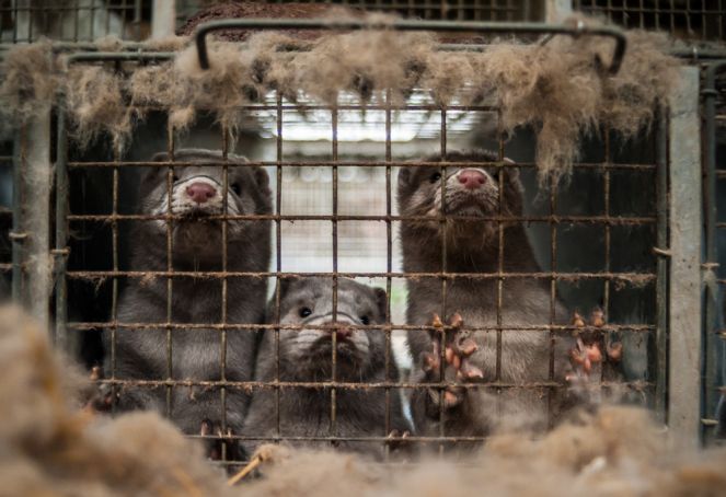 Italy moves to ban fur farming