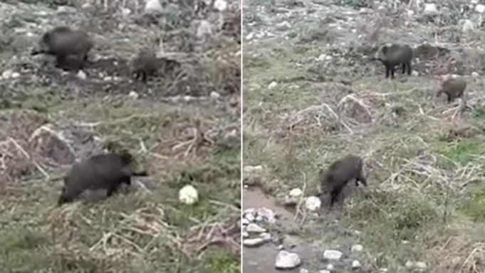 Wild boar in Italy filmed playing football