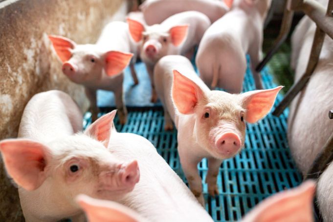 Italy hit by pork export bans over African swine fever