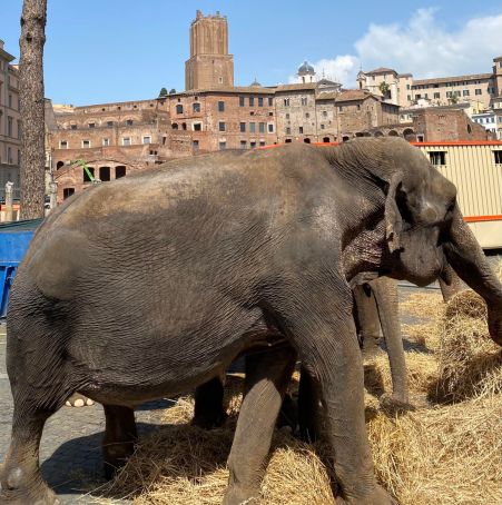 Elephants in Rome: Nanni Moretti film slammed by animal rights group