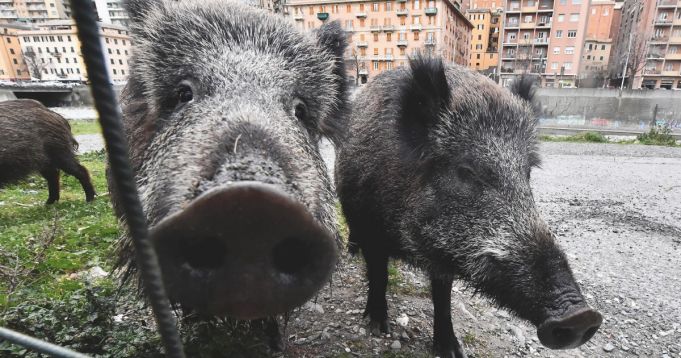 Swine fever: Rome bans picnics and seals off bins in wild boar ‘red zone’