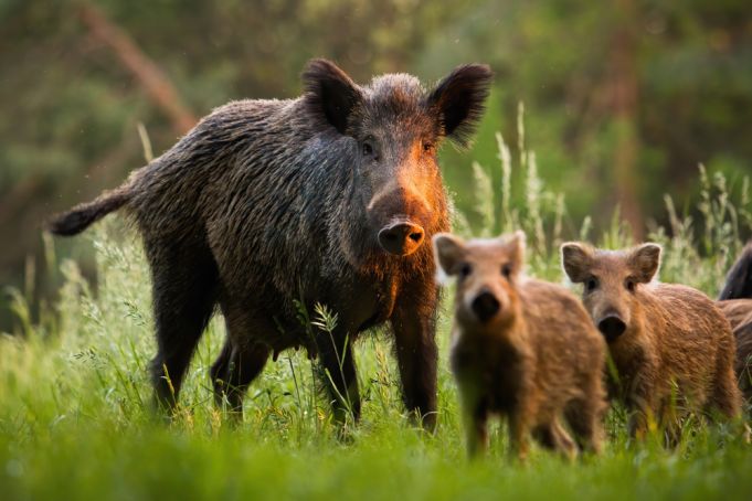 Italy set for wild boar cull amid swine fever fears in Rome