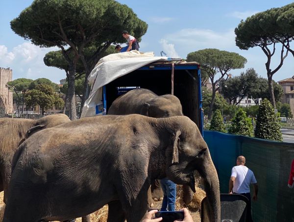 Elephants in Rome: Nanni Moretti film slammed by animal rights group