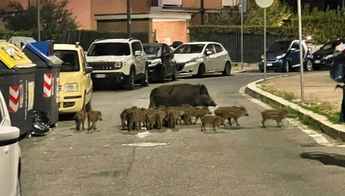 Rome wild boar hit by first case of swine fever