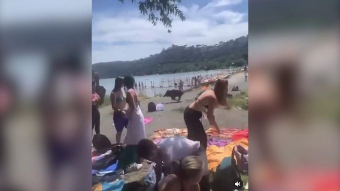 Wild boar disrupt end-of-school picnic at lake near Rome