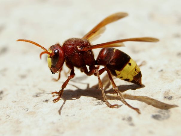 Rome battles invasion of Oriental hornets