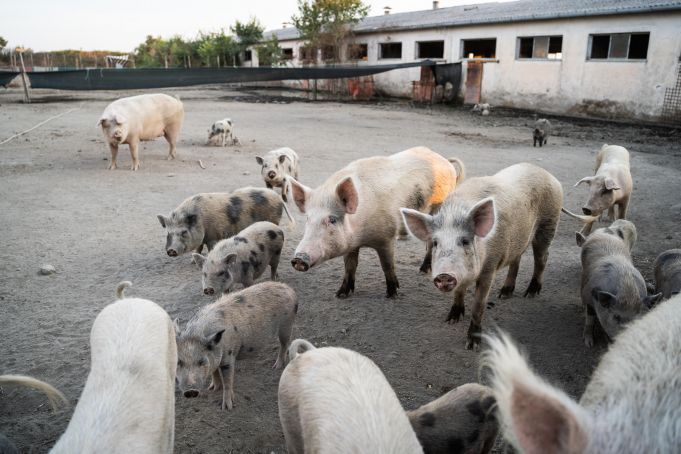 Calls for pigs in Rome sanctuary to be spared from swine fever cull