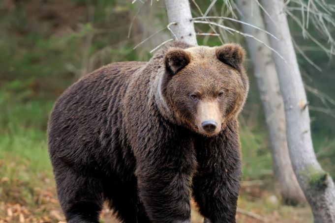 Italy's F43 bear dies during capture