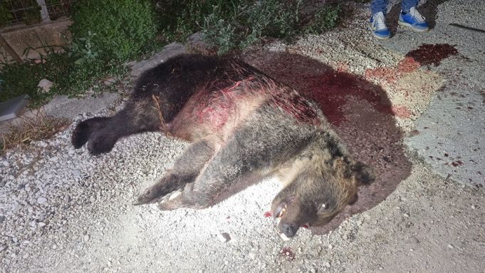 Bear with 3 Cubs Captured Weeks After Deadly Attack on Hiker in Italy