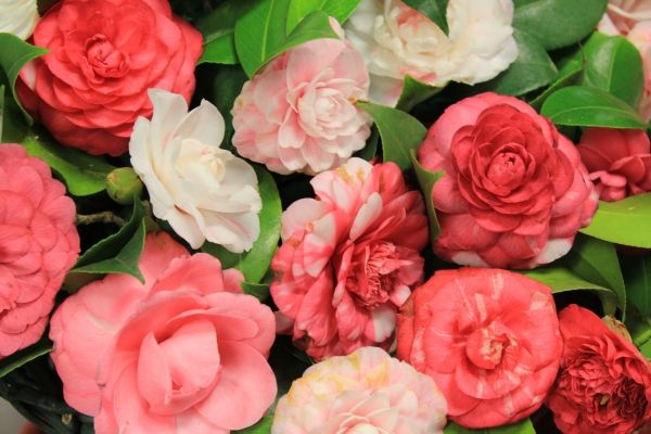 The secret camellia gardens of Velletri - image 1