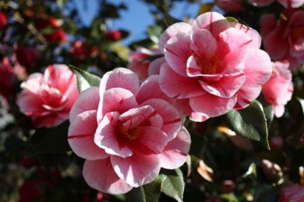 The secret camellia gardens of Velletri - image 3