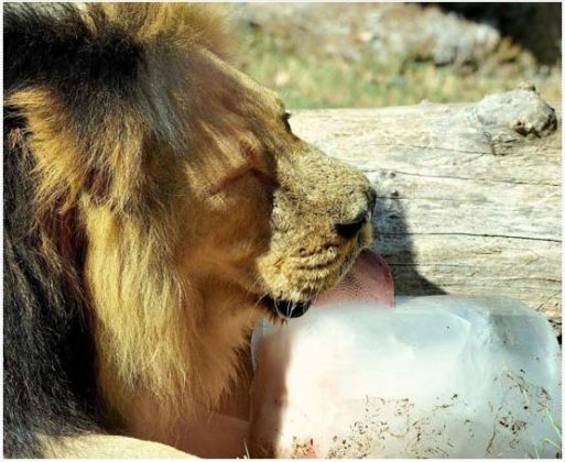 Rome zoo animals cool down - image 4