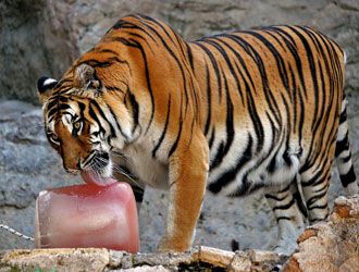 Rome zoo animals cool down - image 1