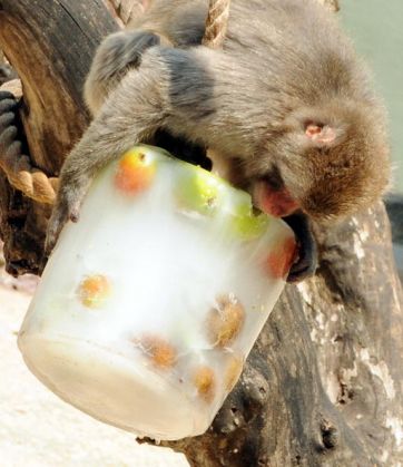 Rome zoo animals cool down - image 3