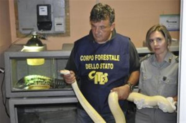 Rome police find 50 snakes and reptiles in car - image 1