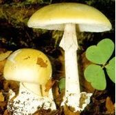 Poisonous mushrooms - image 2