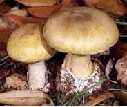 Poisonous mushrooms - image 1