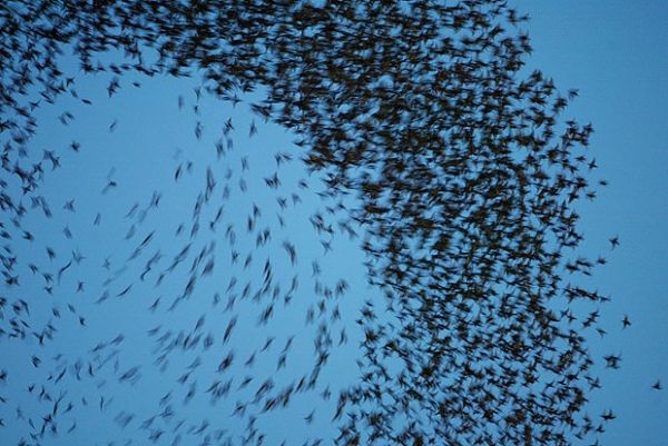 Rome's starlings under control - image 2