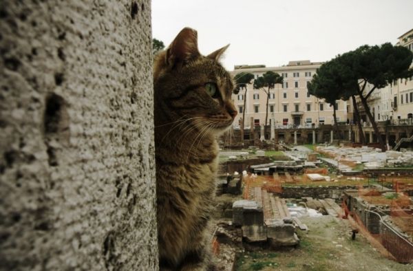 Rome cat sanctuary gets eviction order - image 1