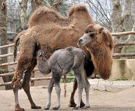 Amelia the baby camel - image 2