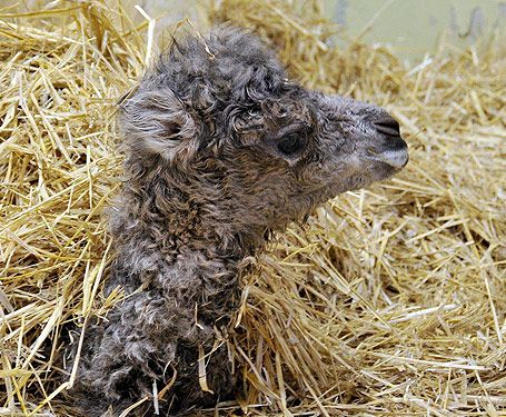 Amelia the baby camel - image 1