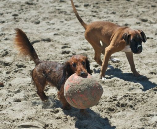 Rome’s dog-friendly beach reopens - image 4