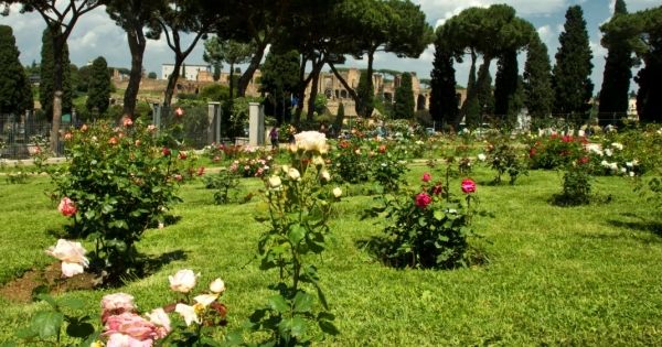 Rome’s rose garden - image 4