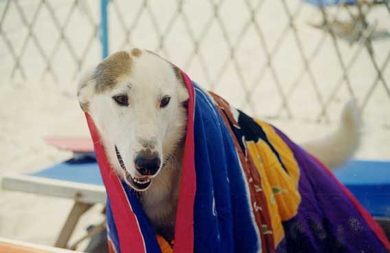 Rome’s dog-friendly beach reopens - image 3