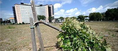 Vandals destroy 60 trees in Garbatella park - image 1