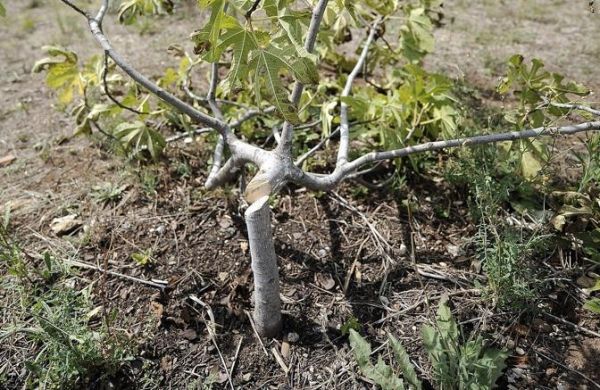 Vandals destroy 60 trees in Garbatella park - image 2