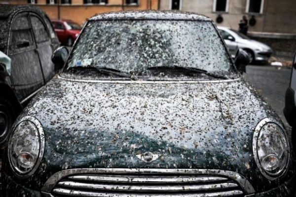 No funds to deal with Rome's starlings - image 2