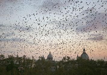 No funds to deal with Rome's starlings - image 3