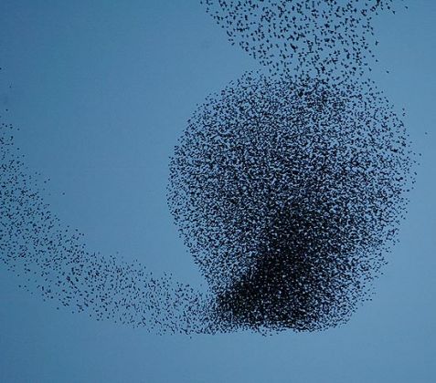 No funds to deal with Rome's starlings - image 4
