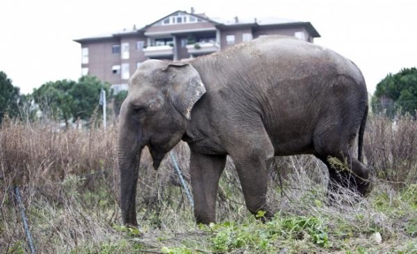 Runaway elephant in Rome - image 1