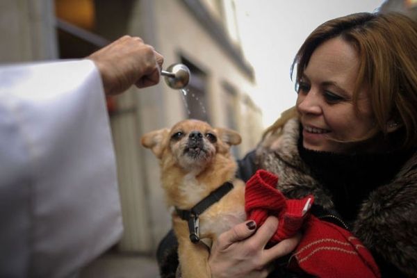 Blessing of the animals in St Peter's Square - image 2