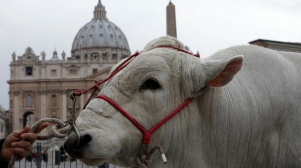 Blessing of the animals in St Peter's Square - image 1