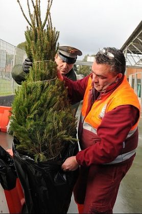 Rome recycles Christmas trees - image 1