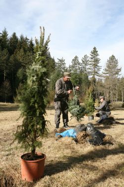 Rome recycles Christmas trees - image 2