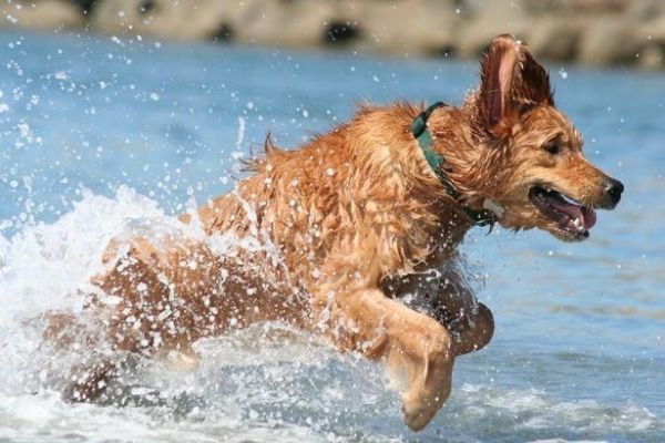 Rome’s dog-friendly beach reopens - image 2