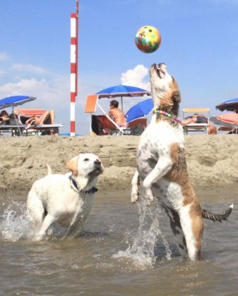 Rome’s dog-friendly beach reopens - image 4